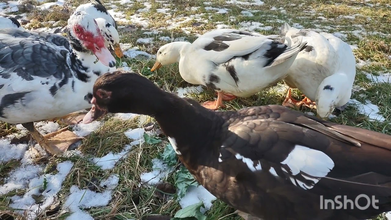 Intro to Ancona Ducks