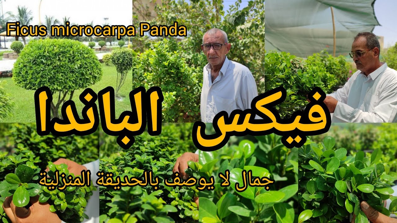 فيكس الباندا أو الغار الصيني Ficus microcarpa Panda  تحفة زراعية متحملة الأجواء العراقية والعربية