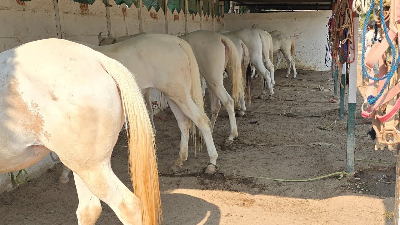 Rupal stud farm नई घोडी या आइ हे बीकाऊ के लिऐ आइ हे mo.9724588670mo.8849146447