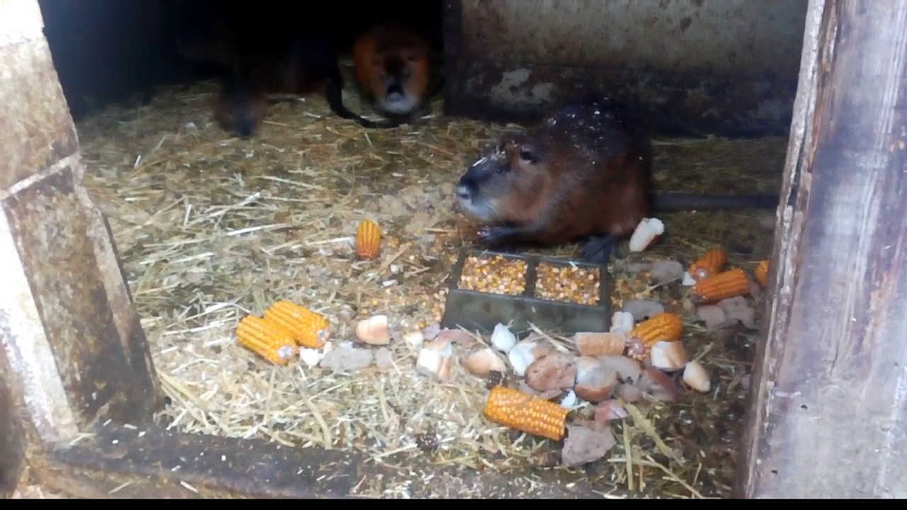 Nutrie 2.díl