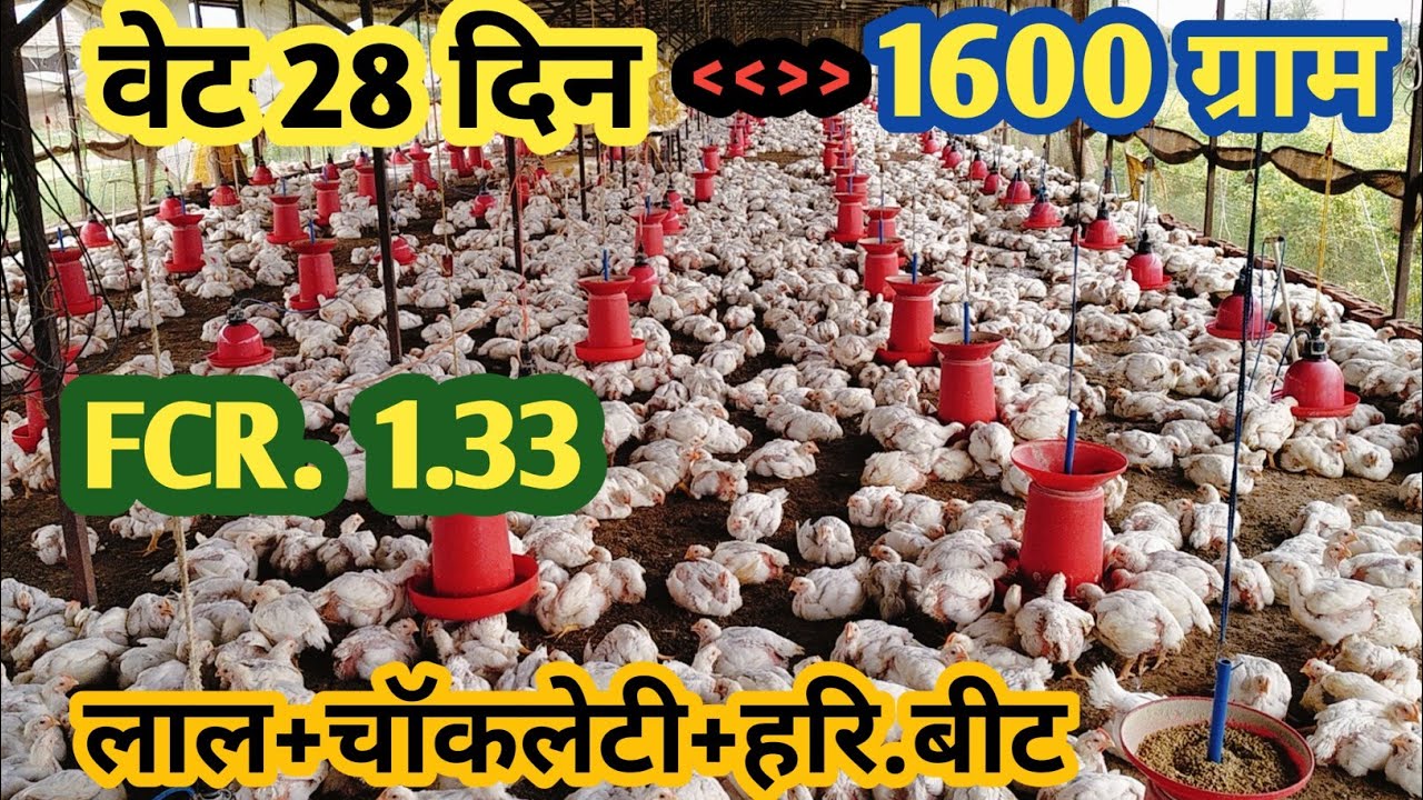 idb बीमारी के बाद#मुर्गी वेट केसे बढ़ायें (20से28दिन पर)@72STAR Poultry