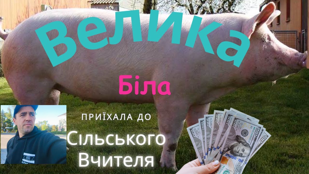 ‼️Купили 🐷 СВИНІ породи ВЕЛИКА БІЛА💪 на господарку,  з свинокомплексу ТЕРЕЗИНО‼️