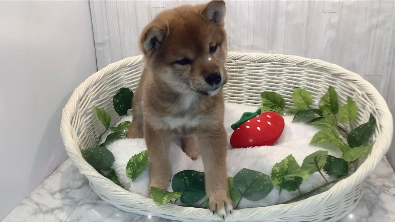 柴犬♀2602D0124