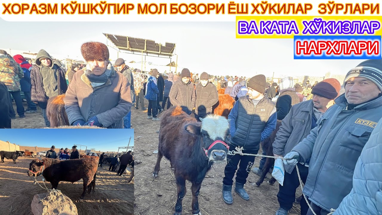 ХОРАЗМ КЎШКЎПИР МОЛ БОЗОРИ ЁШ ХЎКИЗЛАР ВА КАТА ХЎКИЗЛАР ЗЎРЛАРИ 23-января 2025 г..