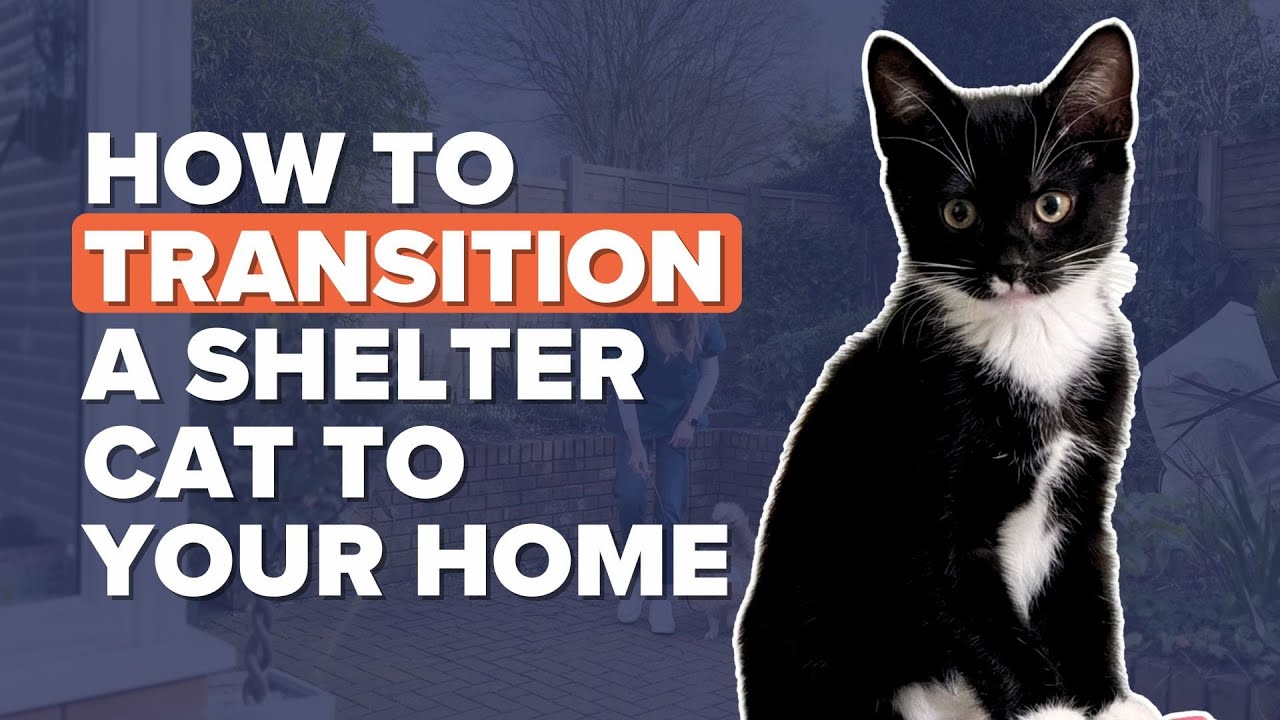 How To Transition A Shelter Cat To Your Home