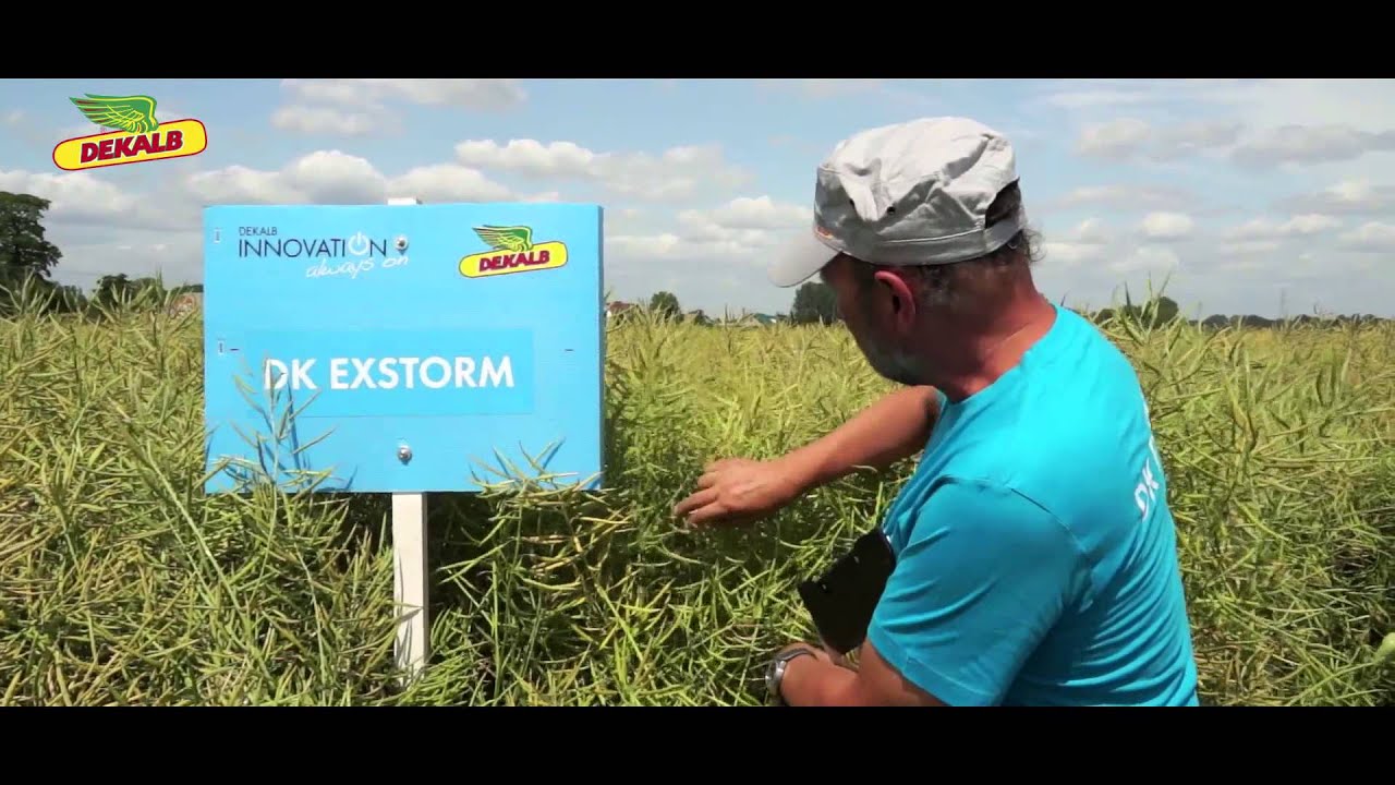 Dekalb - Desykacja