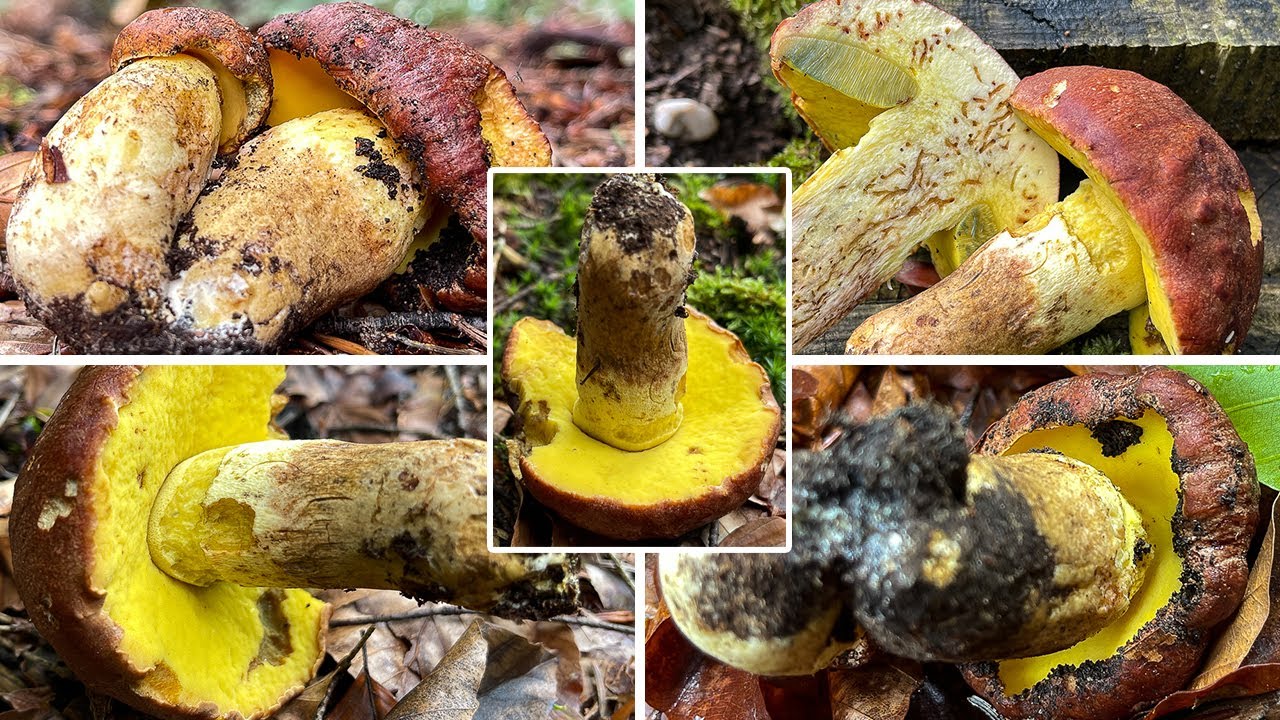 Pilzportrait - Anhängselröhrling, Gelber Steinpilz | Butyriboletus appendiculatus | Boletus