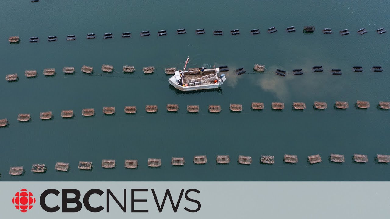 This parasite attacks P.E.I. oysters. What you should know