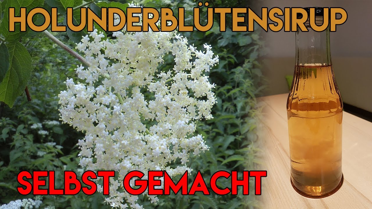 DIY - Holunderblütensirup selbst gemacht