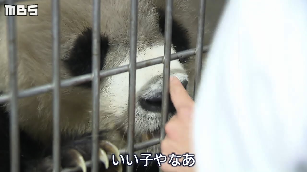 “パンダの旦旦”『残りわずかの日常』12年間寄り添う飼育員・梅元さんの思い出は...（2020年9月16日）