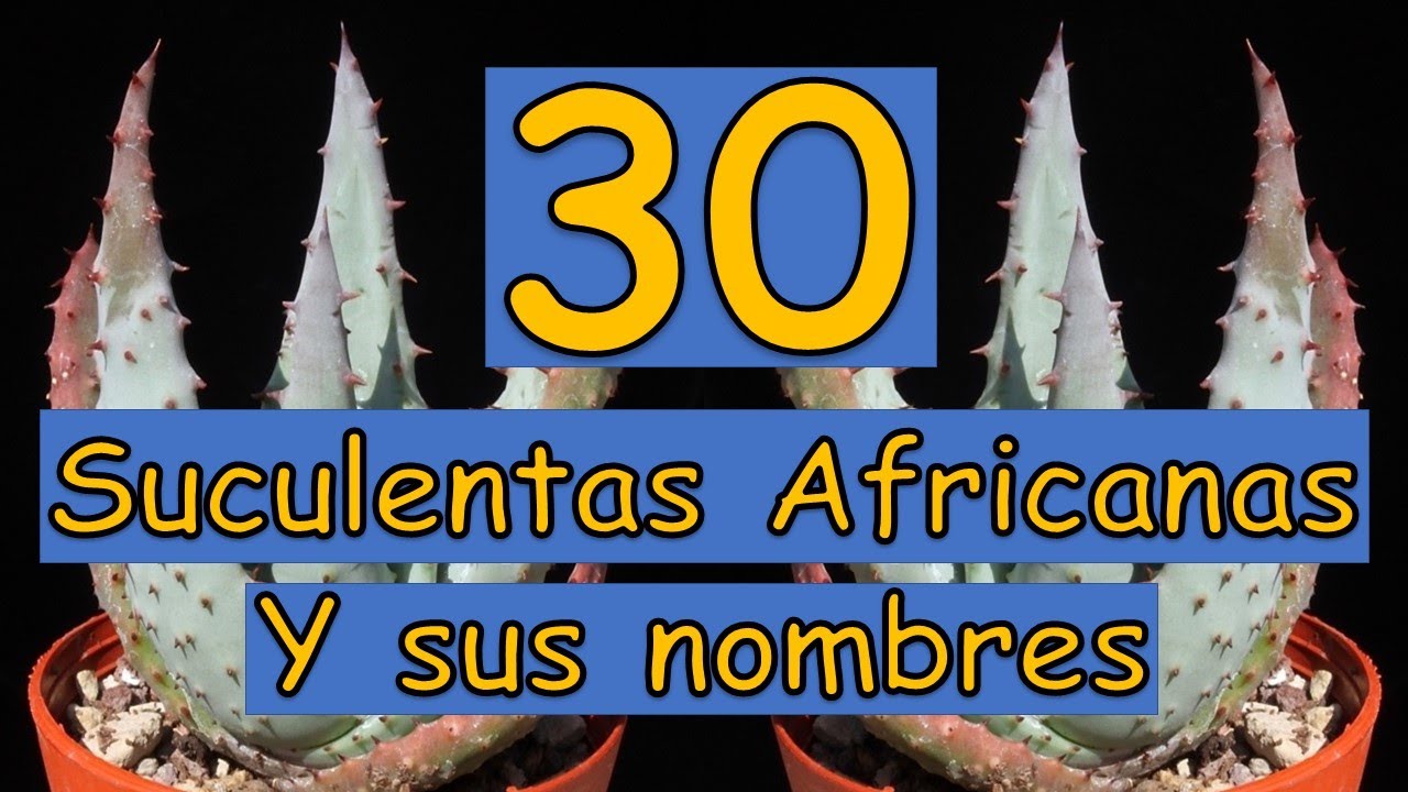 🎍 30 Suculentas Africanas y sus nombres 🎍