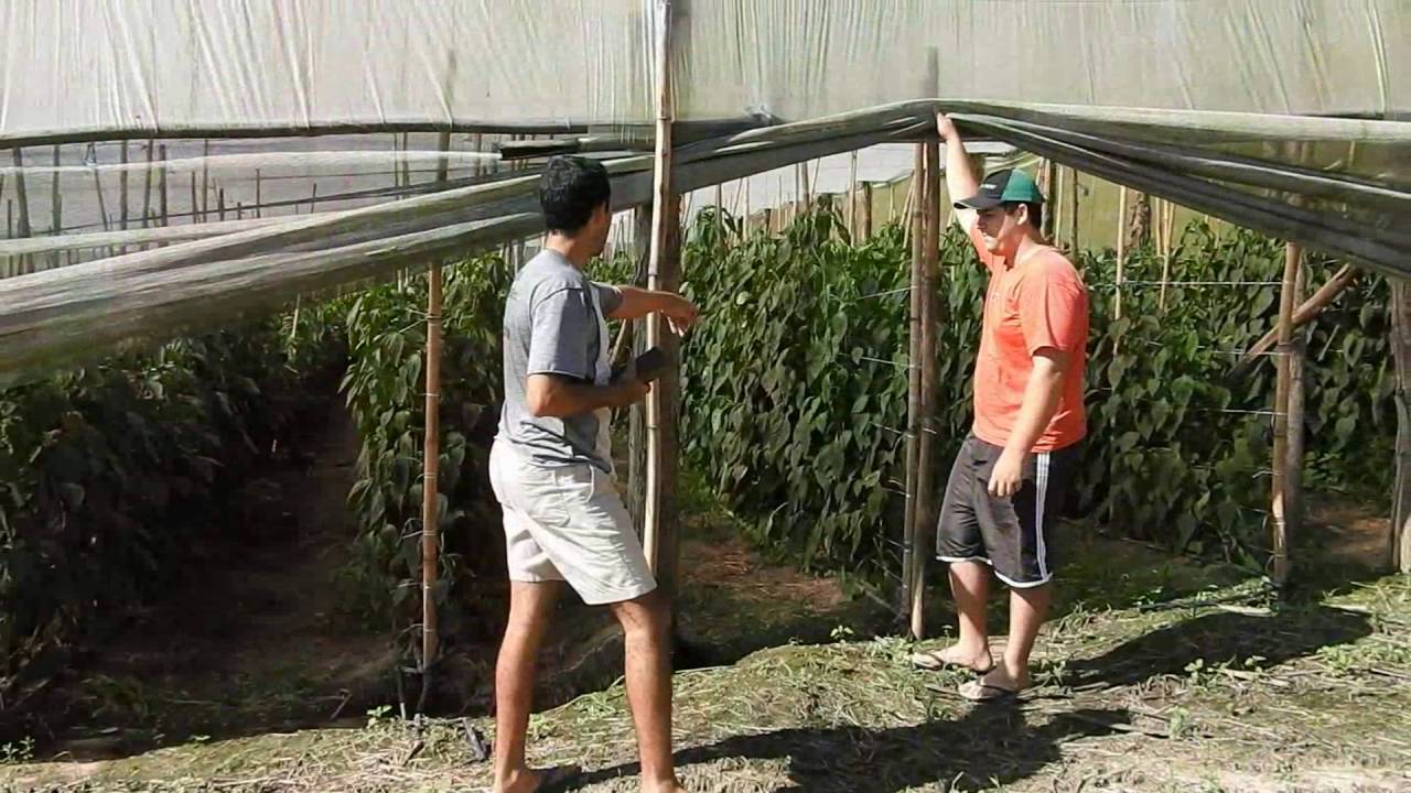 Plantar em estufa, da pra ganhar dinheiro?