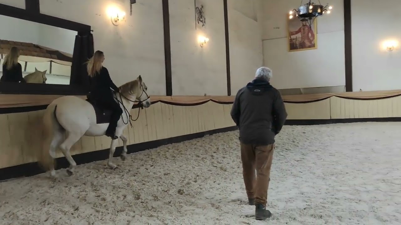 Cartujano Denuedo in der Hofreitschule Bückeburg  Umstellung auf Bosal 1. Ritt