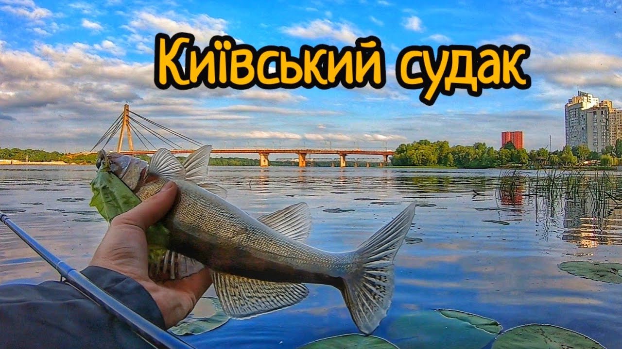 Вечірній СУДАК у Києві. Оболонська Набережна роздає судаків