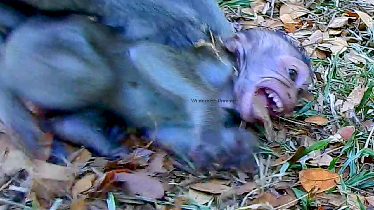 A Baby monkey just wanna mother to take baby from ground to carry walk together.