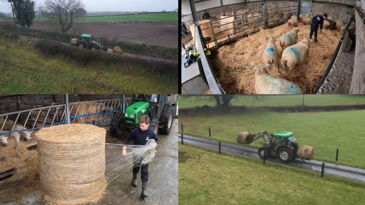 Bedding ewes and big mess-ups!!! The reality of farming