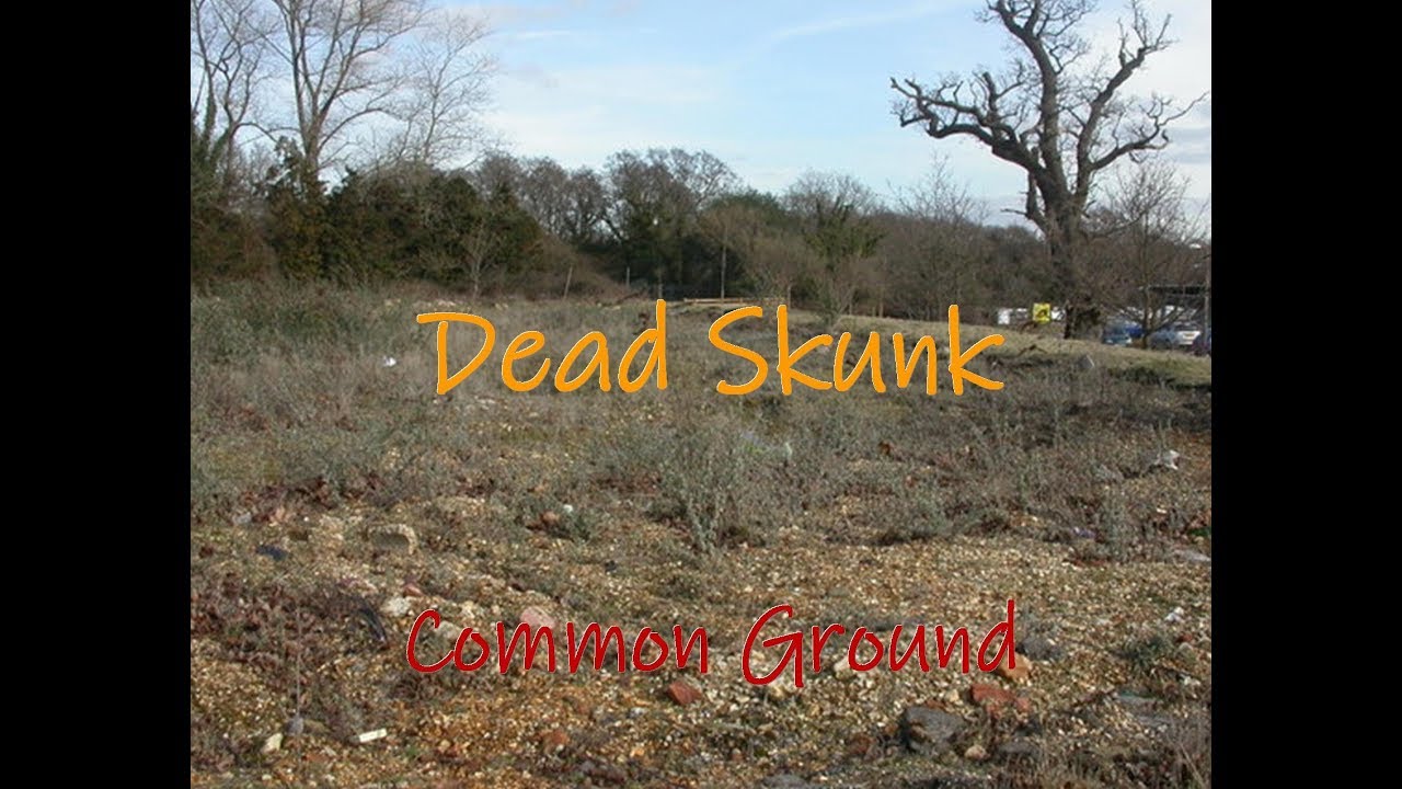 Dead Skunk by Common Ground