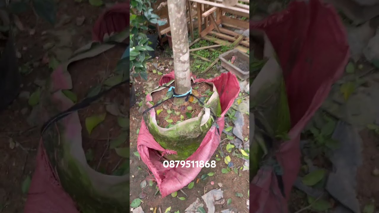 Hoa trà my cây cổ thụ LH em @879511868 