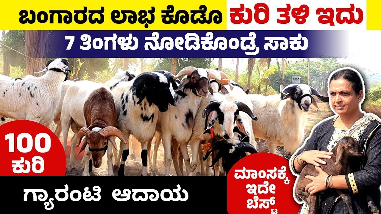 ಯಳಗ ಟಗರು ಸಾಕಾಣಿಕೆ - ಈ ಟಗರಿನ ಮಾಂಸಕ್ಕೆ ಎಲ್ಲಿಲ್ಲದ ಡಿಮ್ಯಾಂಡ್ |Yalaga Sheep Farming