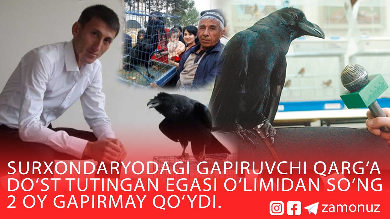 Surxondaryodagi gapiruvchi qarg‘a do‘st tutingan egasi o‘limidan so‘ng 2 oy gapirmay qo‘ydi.
