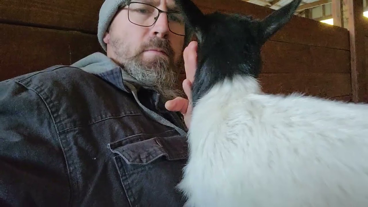 3 and 4 week old baby goats, sheep, and chicks.