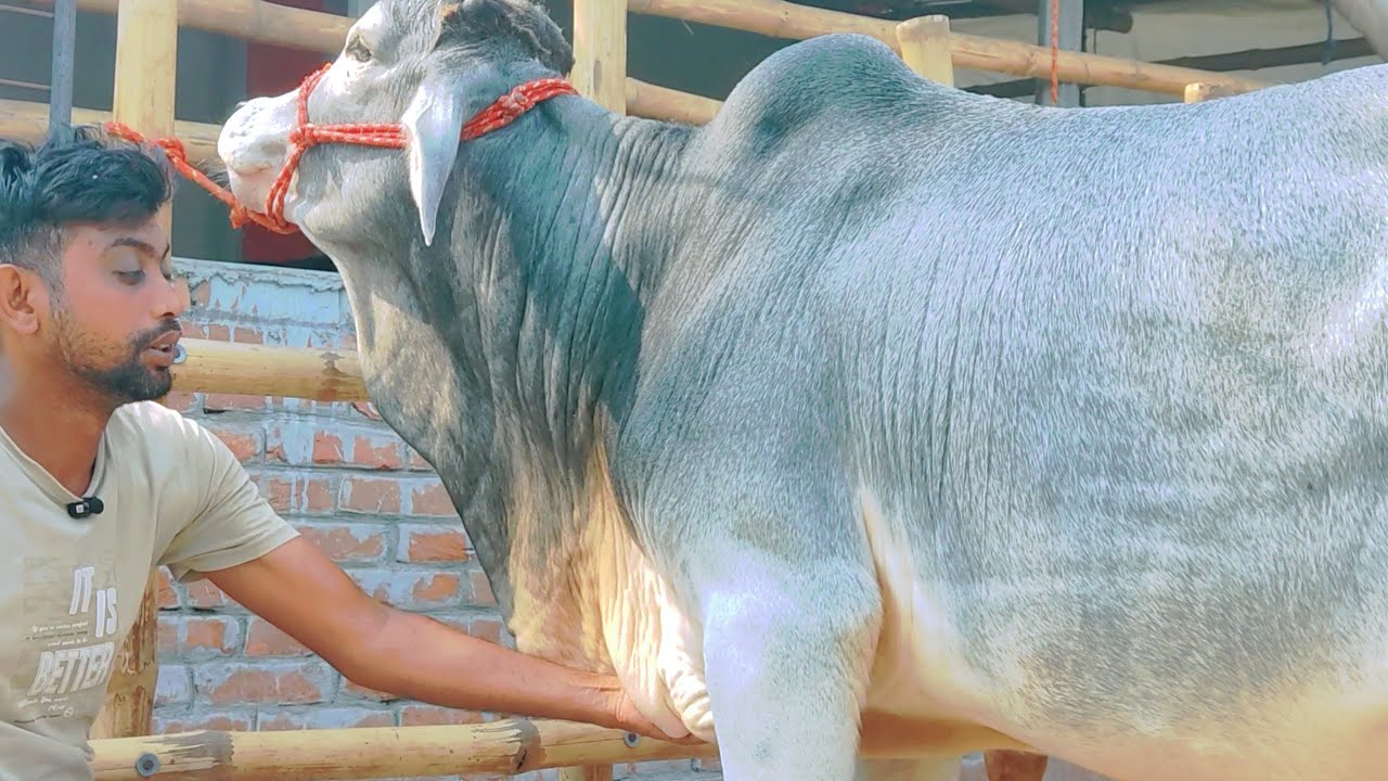 সুপার কোয়ালিটির ব্রাহামা ও শাহীওয়াল গরু ক্রয় করুন সীমিত মূল্যে মিনার ডেইরি ফার্মে 