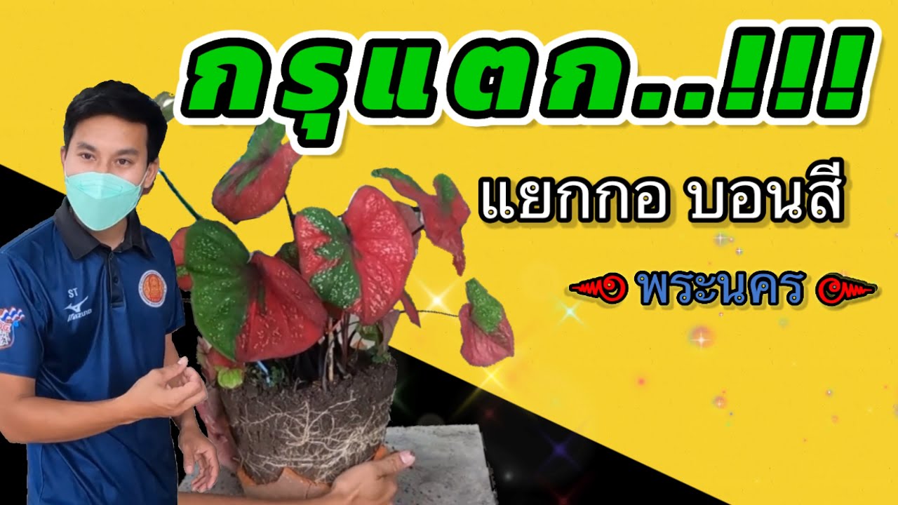บอนสีพระนคร [ วิธีการแยกกอบอนสี ]