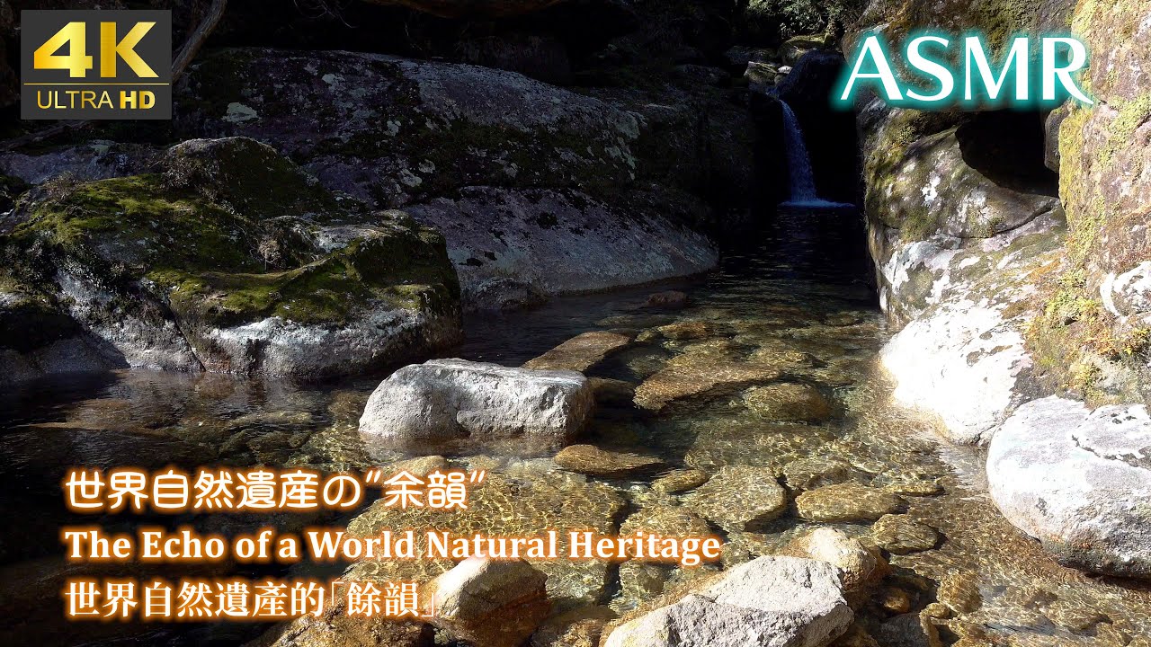 【４K】世界遺産の森でカメラを１時間止めなかったぞ！Keeping the Camera Rolling for One Hour in a World Natural Heritage Forest