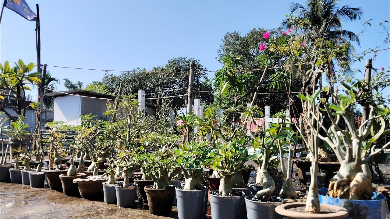 অ্যাডেনিয়াম গাছের শীতকালীন পরিচর্যা /Winter care of Adenium plant