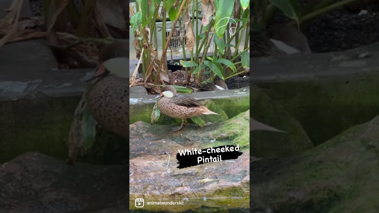 White-cheeked Pintail (Anas bahamensis)
