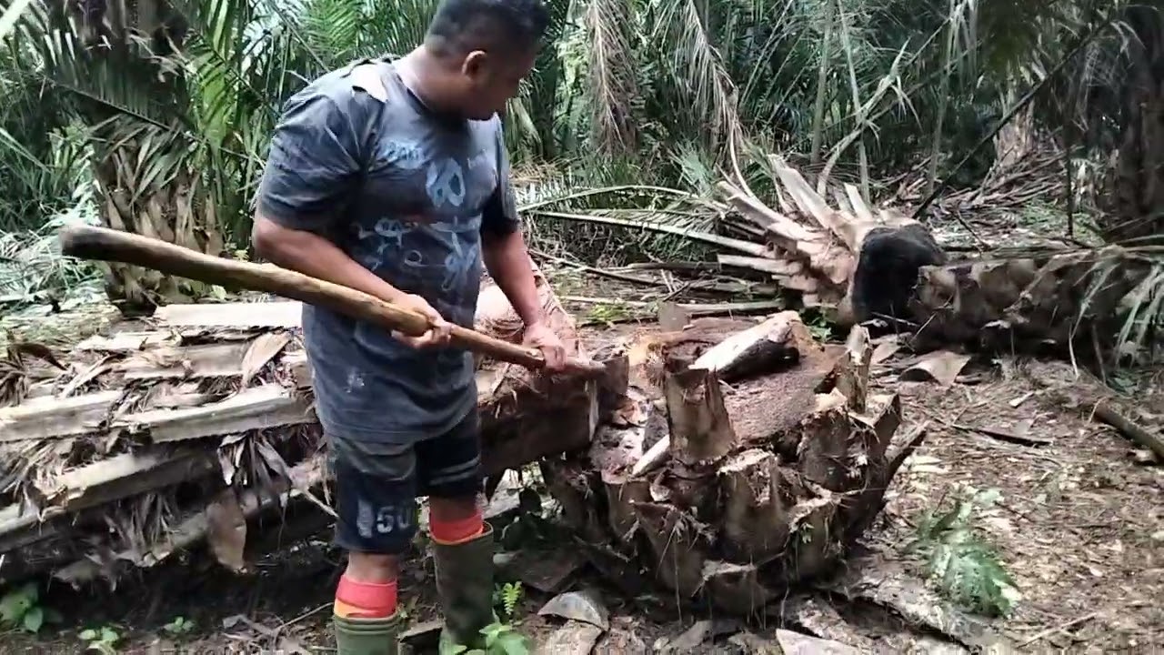 Manen tandan berduri. Pakai dodos. #like #subscribe @PetaniSawitLangkat 