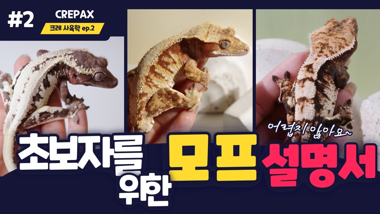 Это всё, что вам нужно знать. Руководство по морфам хохлатых гекконов. Узнайте об особенностях ра...