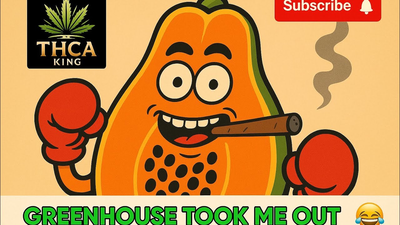 THCA KING UNBOXING / REVIEW - PAPAYA PUNCH GREENHOUSE,  $30 QUARTER TOOK ME OUT! #thcareview 