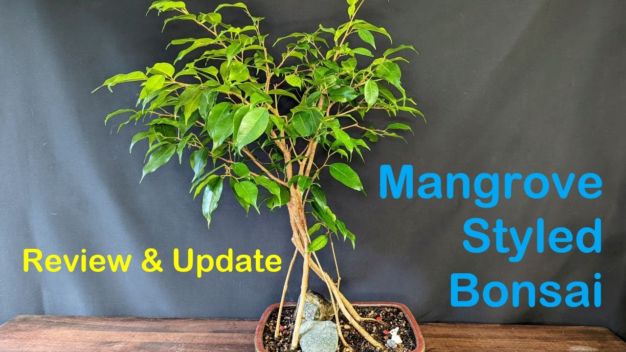 Mangrove Style Bonsai Update - Ficus Fusion Project