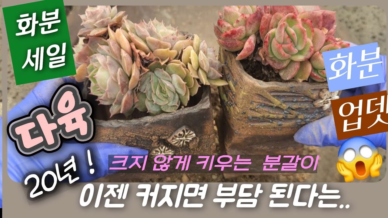 《손옹기화분》‼️크지 않게 소복하게 키워야 이쁜식물‼️초보다육생활부터  크지 않게 분갈이 방법 /