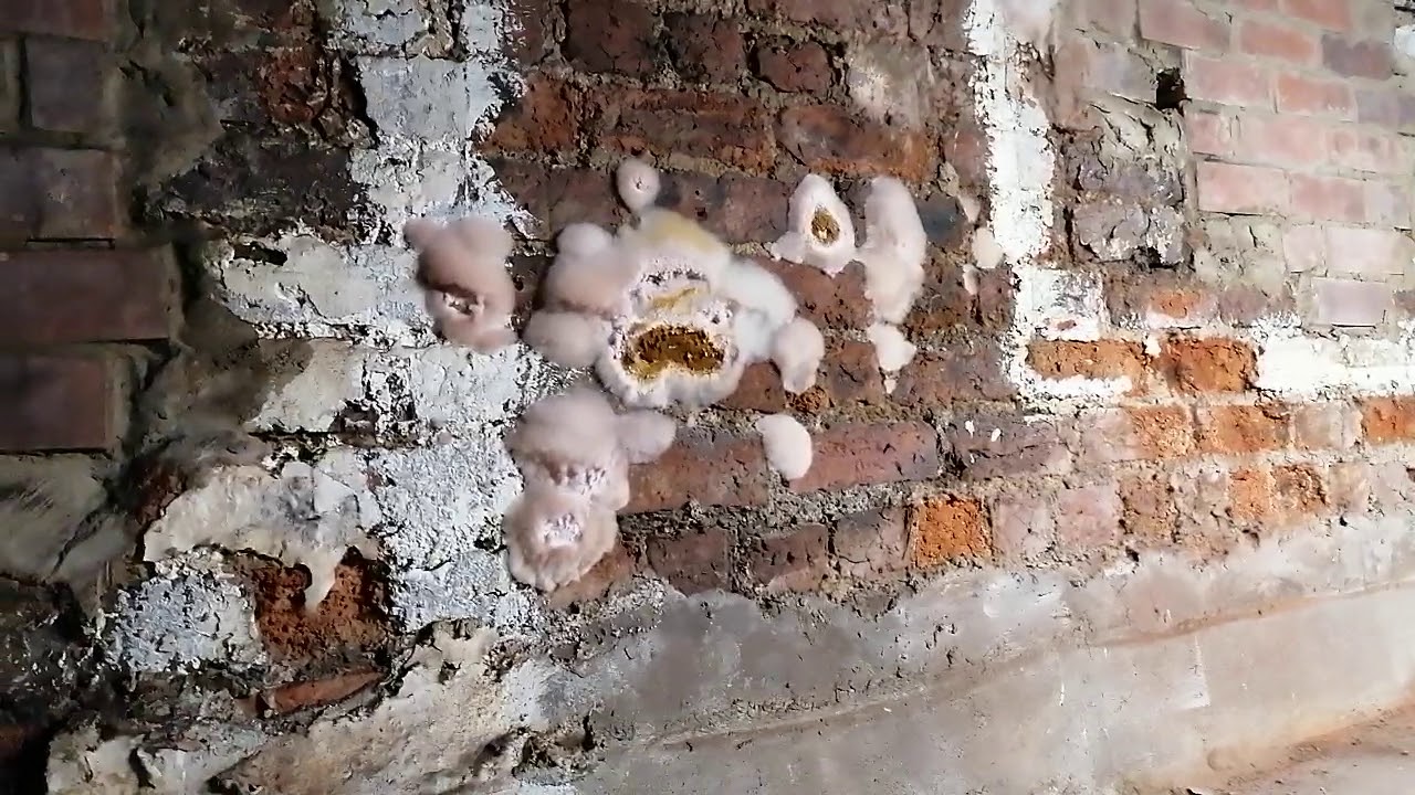 Dry rot.