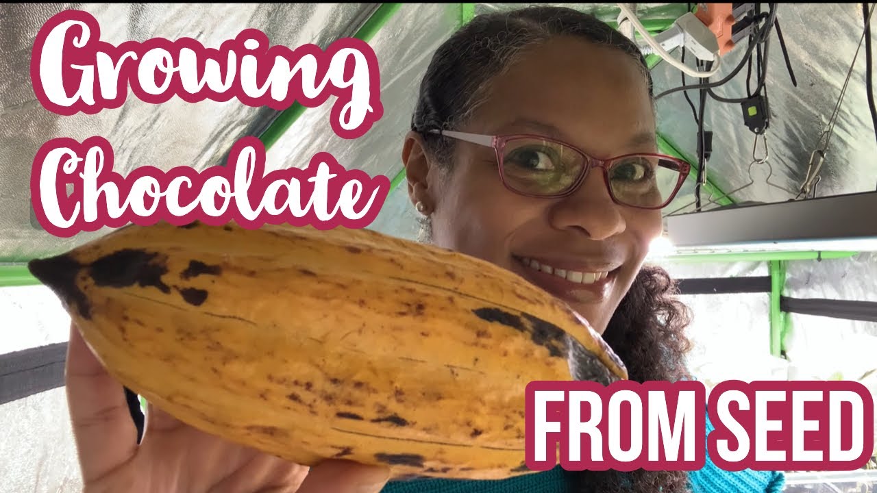 Growing CHOCOLATE (Theobroma Cacao) from seed