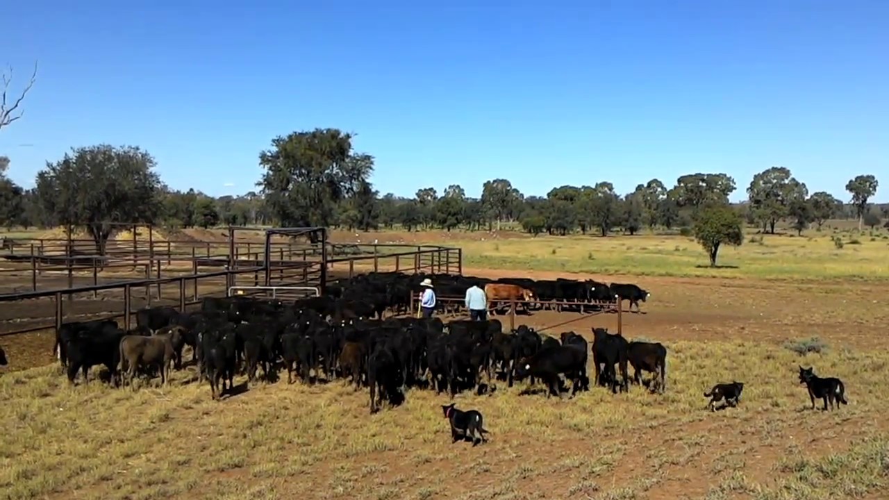 Amazing Working Dogs on Mustering Cattle in Australia