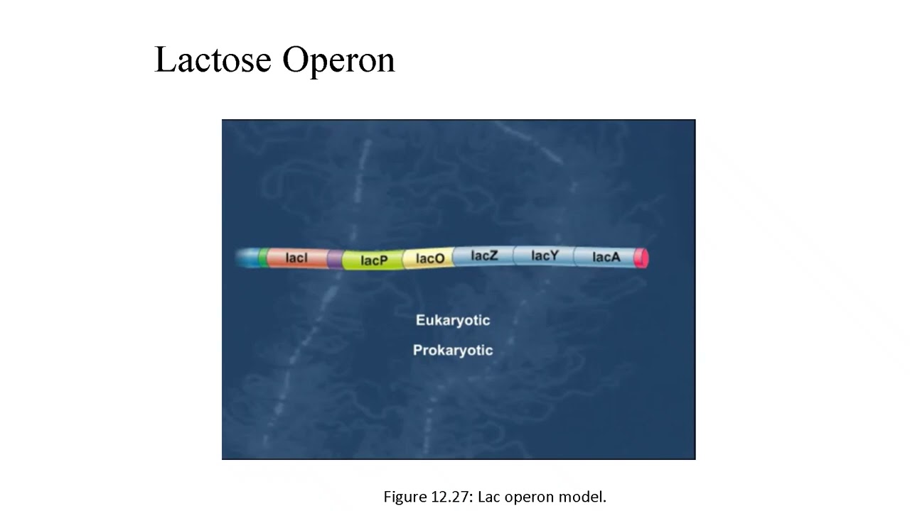 Lecture 12 Transcription in Bacteria Explained | RNA Polymerase, Operons, and Gene Regulation
