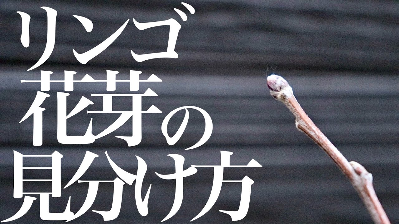 【りんご】来年実を付けるための花芽と葉芽の見分け方を教えます