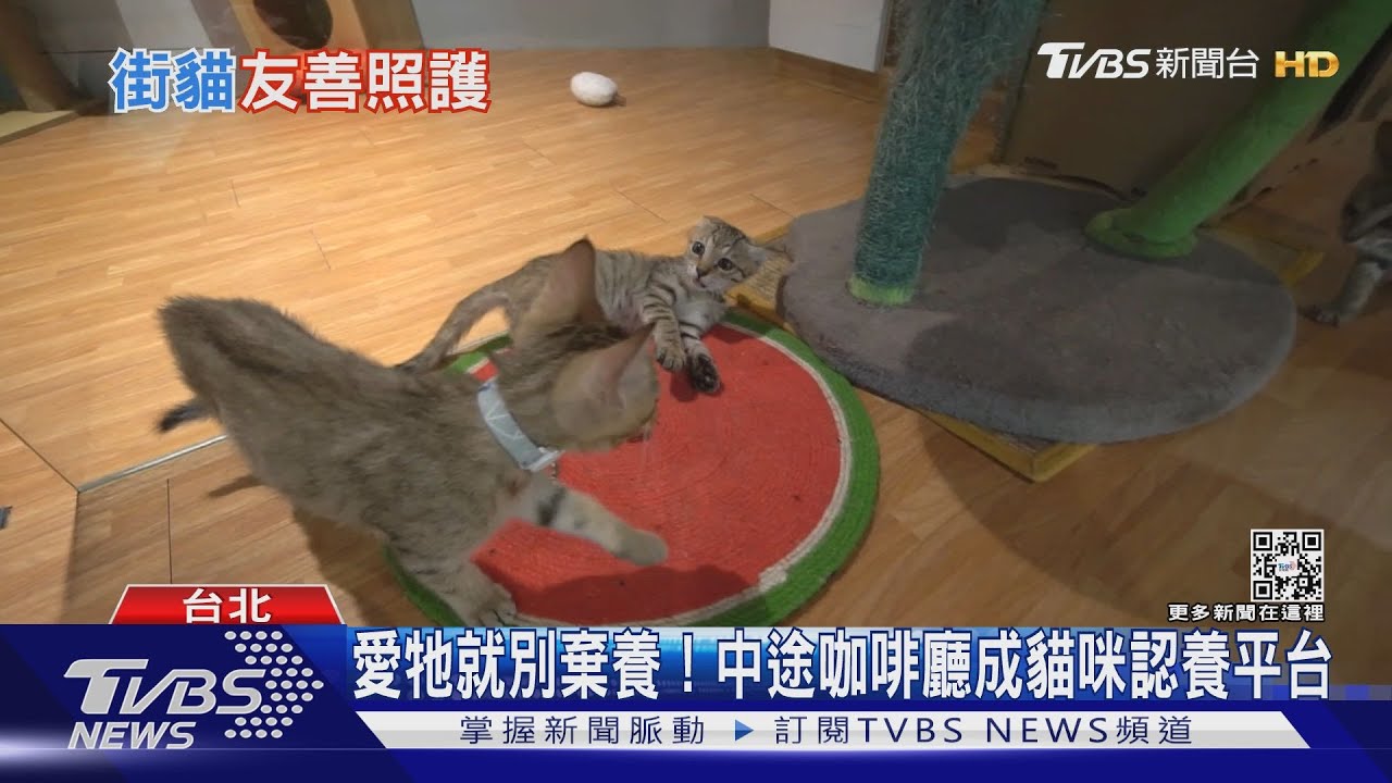 愛牠就別棄養!中途咖啡廳成貓咪認養平台 ｜十點不一樣20220730