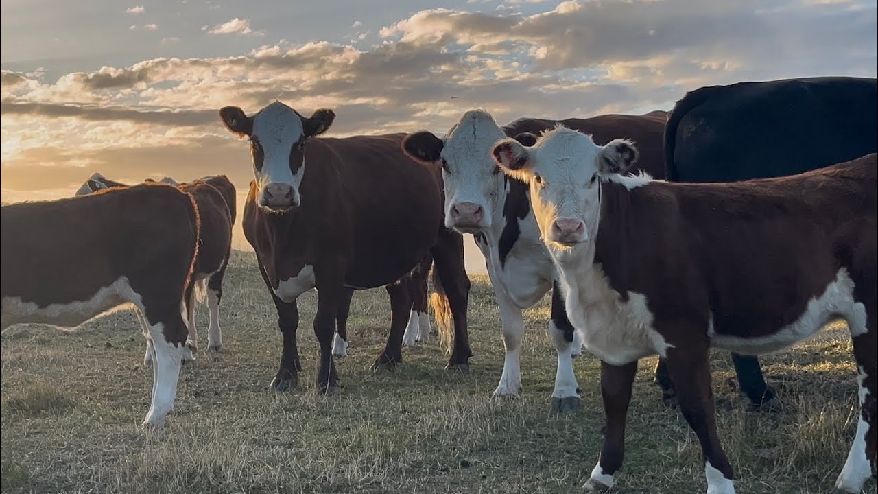 Sunset Cows 