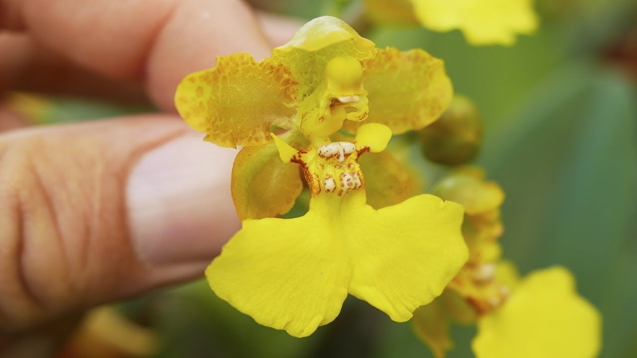 Trichocentrum bicallosum - Orchideen Pflege leicht gemacht!