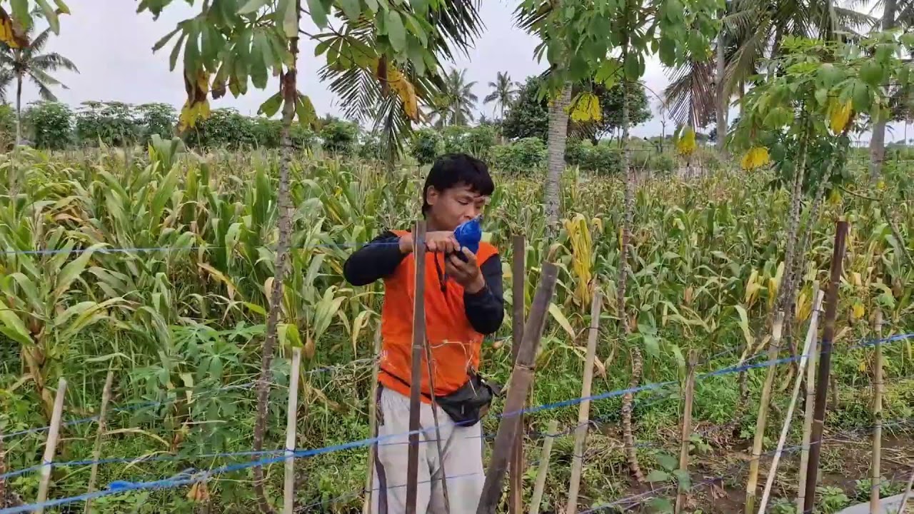SMART FARMING HACK! KEEP YOUR CUCUMBER PLANTS UPRIGHT WITH RIBBON AND BAMBOO FENCE!-farming tips
