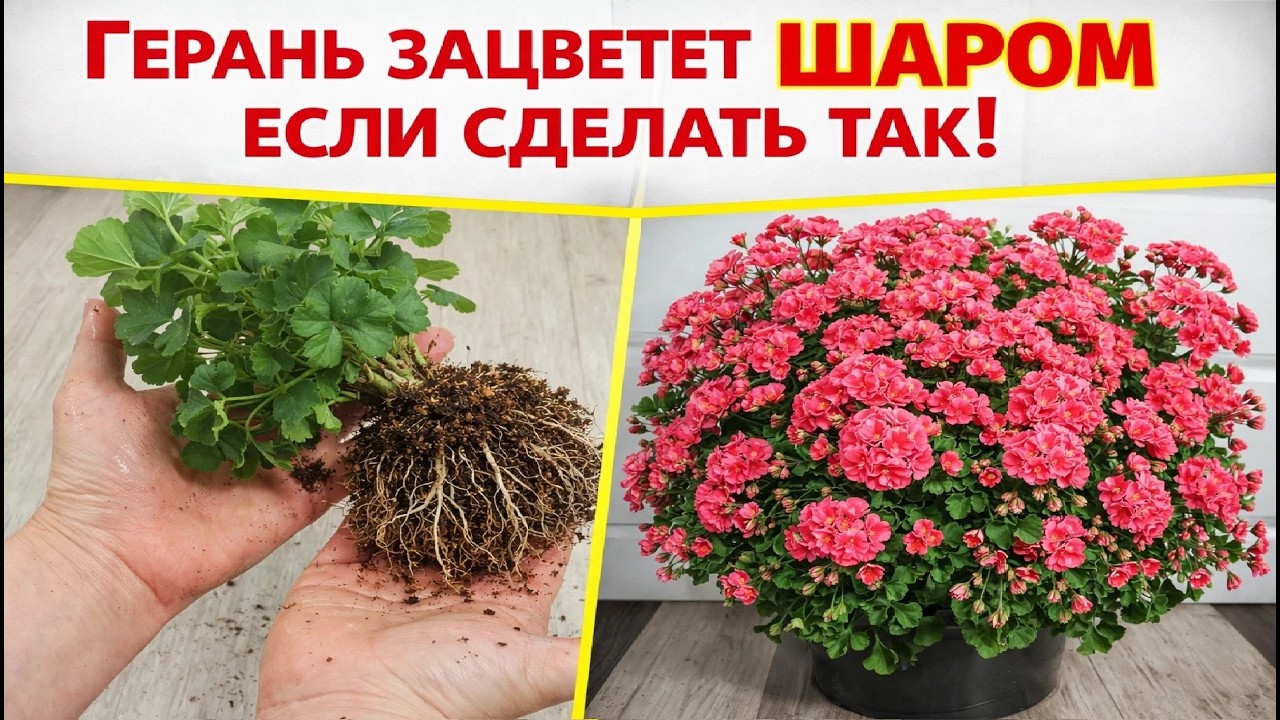Герань будет цвести шаром! Секрет цветения герани о котором молчат профессионалы!