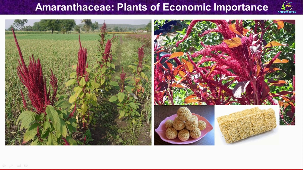 Amaranthaceae Family Economic Importance/ Plants of economic importance of Amaranthaceae