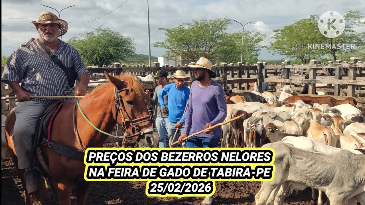 Preço do Gado Nelore na Maior Feira de Gado do Estado de Pernambuco 