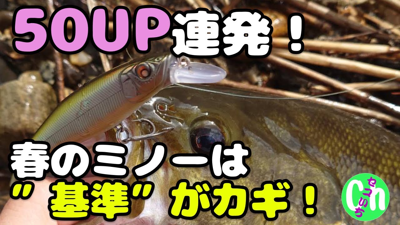 春バス攻略！テクニック不要のミノー術で50UP連発！【Black bass】【ジャークベイト】【3月】【4月】【川スモール】