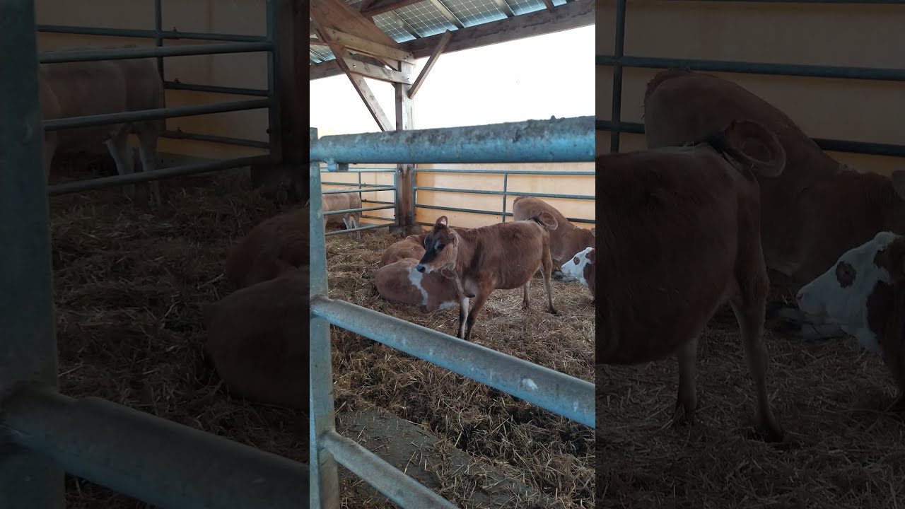 Fransa'da bir Simental işletmesi #simental #fleckvieh #simmental