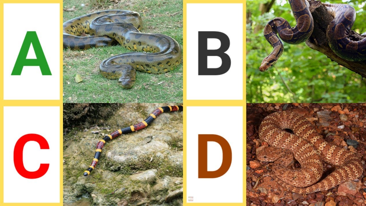 A to Z Snakes | A to Z Snakes with pictures & video | ABC Snakes with pronounciation | ABC Snakes